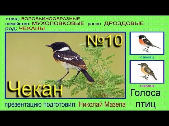 Луговой чекан голос. Голоса птиц. Чекан птица голос. Чеканка птицы.