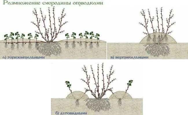 Как размножить смородину от куста. Размножение смородины отводками летом. Размножение крыжовника черенками летом. Размножение черной смородины отводками. Размножение крыжовника черенками схема.