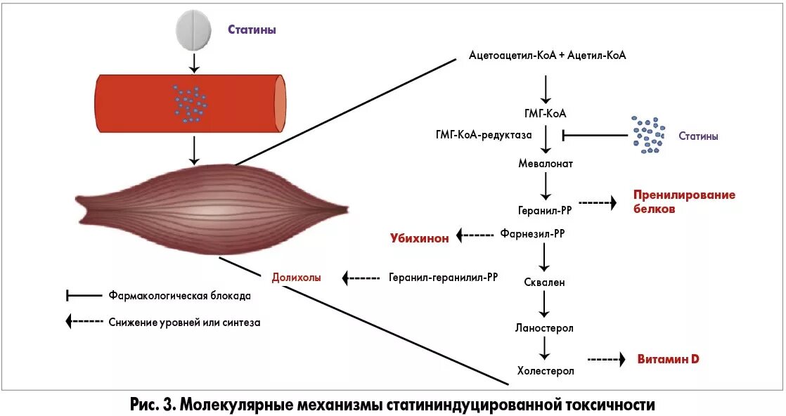 Статины при атеросклерозе. Статины при атеросклерозе