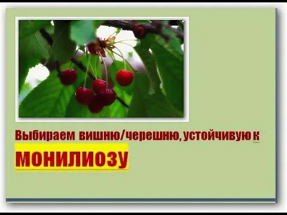 Вишня устойчивая к монилиозу. Вишня сорт игрицкая. сорта вишни устойчивые к монилиозу. вишня сорт “превосходная колесниковой”. вишня десертная морозовой.