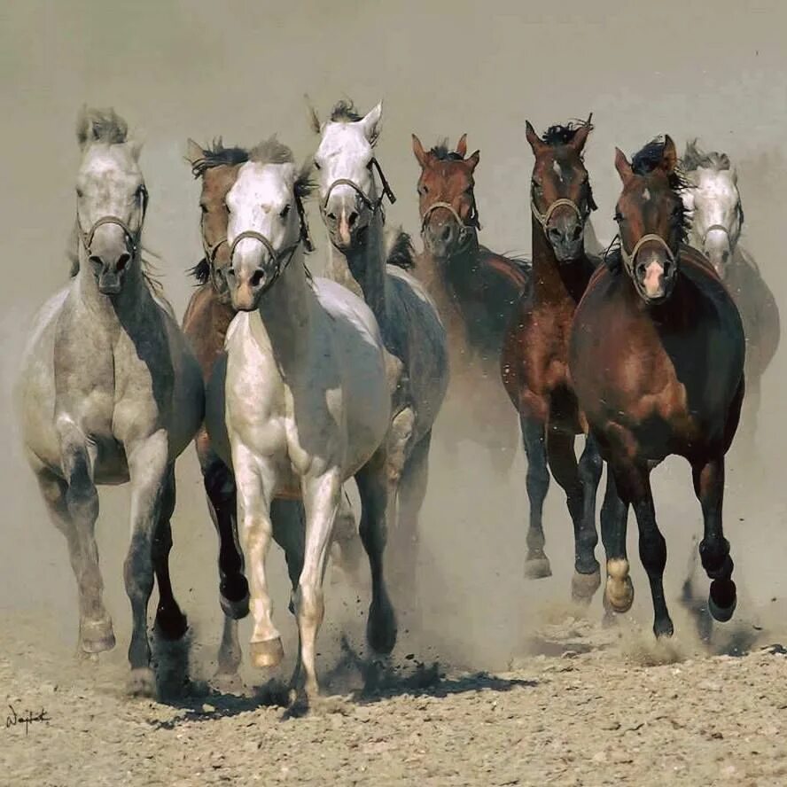 Лошадь бежит. 8 коней. Картина из 8 лошадей. Фен шуй лошадь картина. Лошади картина яркая.