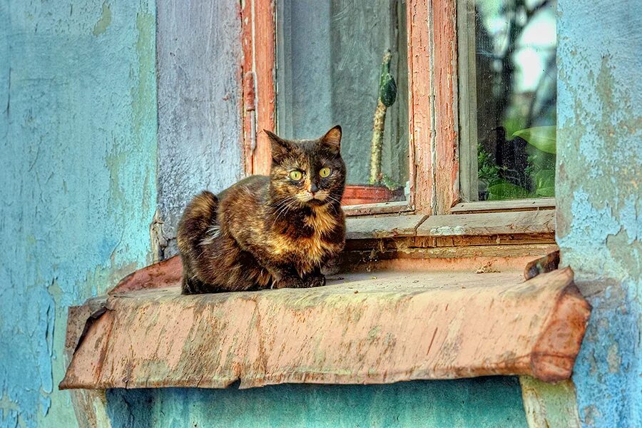 Кот под окном. Кошка на крыльце. Кошка лежит на подоконнике. Кошка на окне живопись. Кошки на окошке.