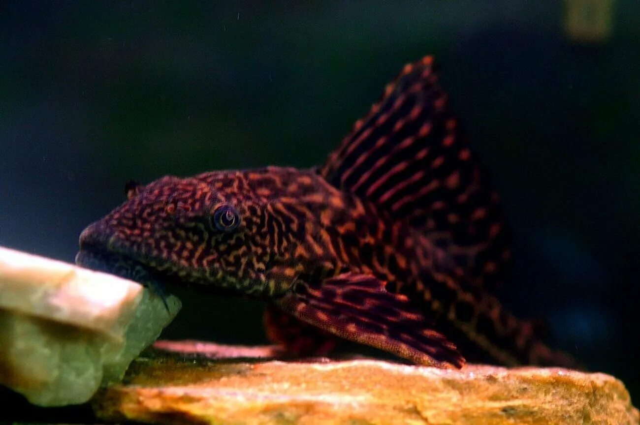 Plecostomus in my pond Beautiful fish, Plecostomus, Lizard