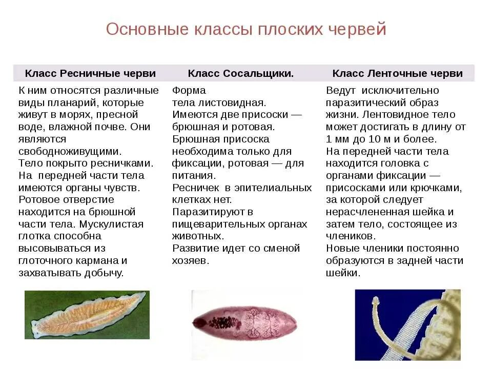 Основные характеристики плоских червей. Общие признаки типа плоские черви 7 класс. Общая характеристика плоских червей. Общие черты плоских червей 7 класс.