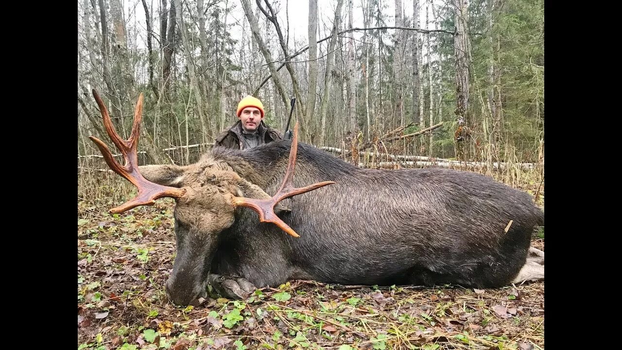 Загонная охота на лося и кабана.