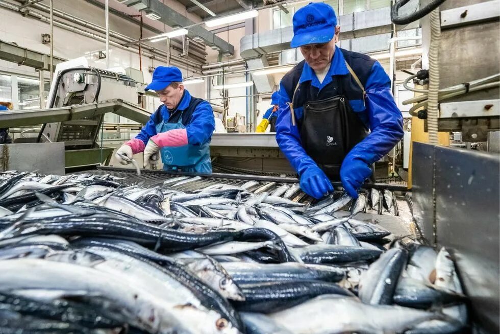 Рыбоперерабатывающий завод. Семга фабрика. Processed fish. Рыбный цех. Fishing process.