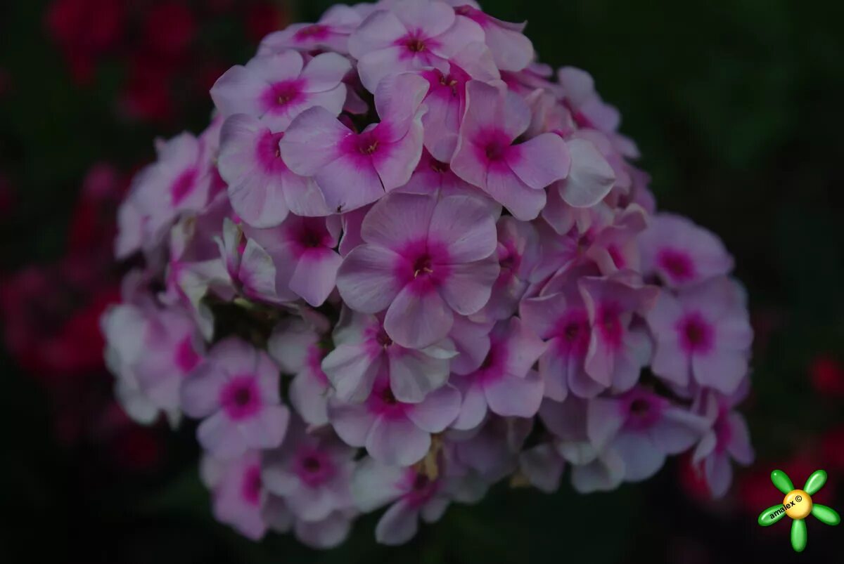 флокс моно капли