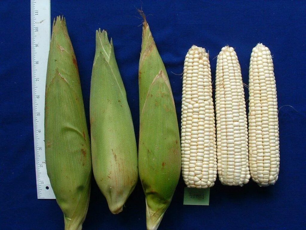 Какие листья имеет кукуруза. Кукуруза - zea mays l.. восковидная кукуруза (zea mays ceratina. zea mexicana кукуруза. позднеспелая кукуруза сорта.