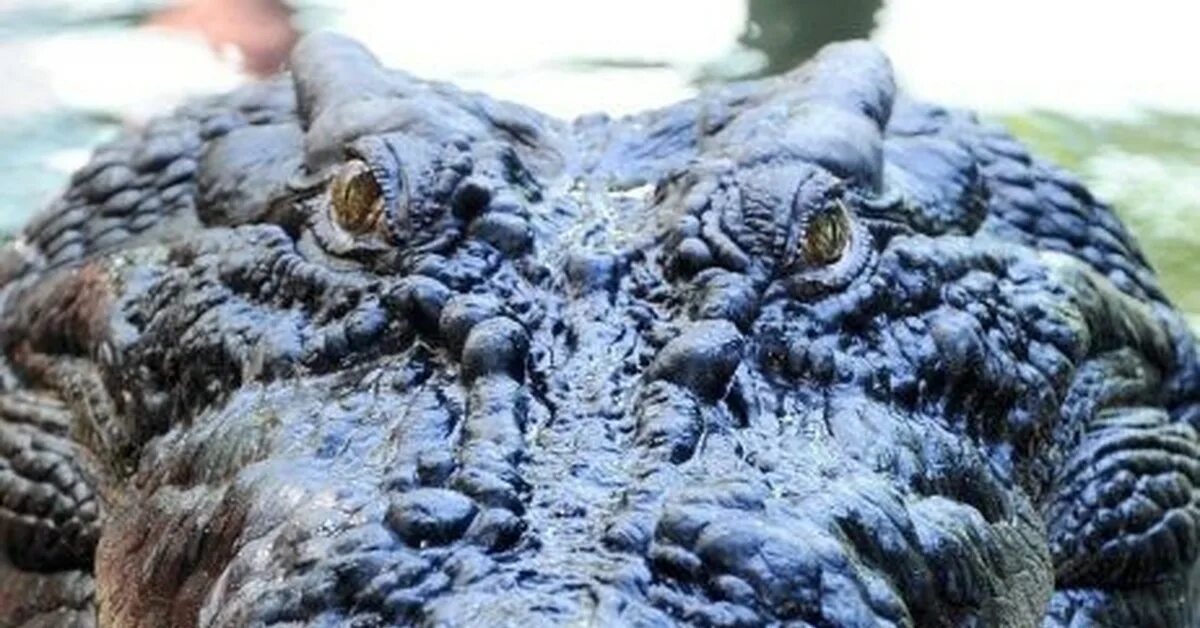Рекорды рептилий. Самый большой Аллигатор в мире. Крокодил 1000 кг в природе.