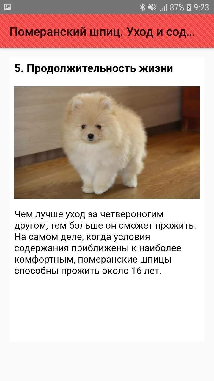Померанский шпиц содержание. Интересные факты о померанском шпице. шпиц в квартире. уход за шпицем померанским в домашних условиях. факты про померанского шпица.