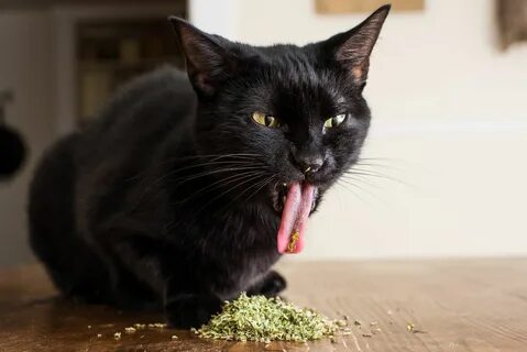 Swk hi cat