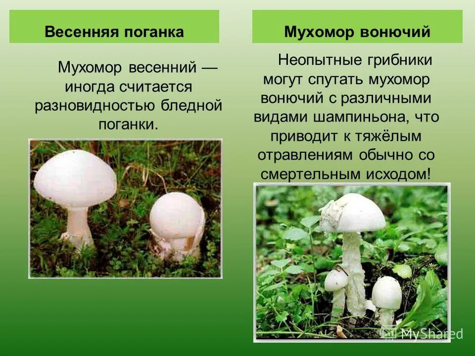 Поганка значение. Пантерный мухомор и бледная поганка. бледная поганка трубчатый или пластинчатый гриб. гриб зонтик и бледная поганка. мухомор пантерный ядовитые грибы.