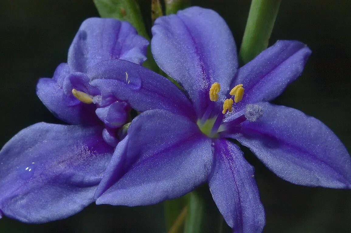 Аквилегия blue star. Цветок голубая звезда. Лаурентия речная блу стар крипер. Blue star цветок. Цветы голубого цвета.