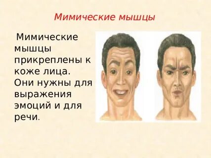 Мышцы эмоций