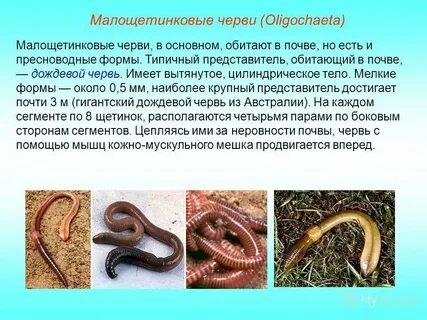 Дождевой червь жабры