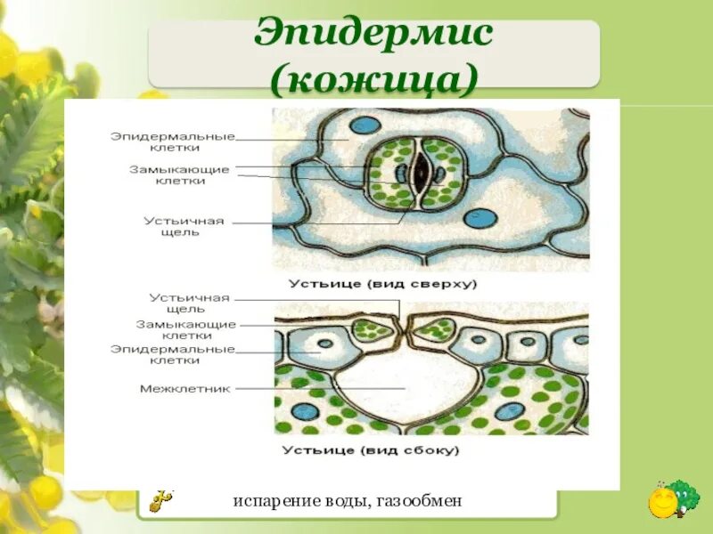 К какой ткани относится устьица у растений. Строение кожицы листа. Газообмен в устьицах. Участие устьиц в газообмене и испарении воды. Рисунок кожицы листа.