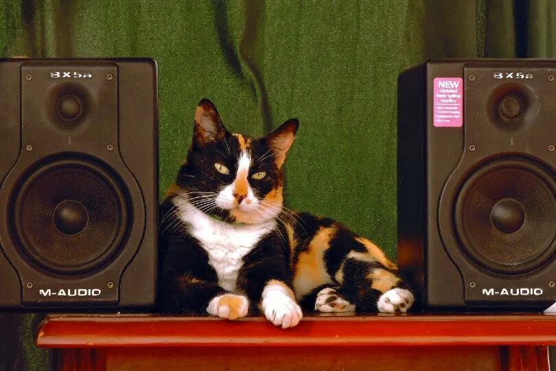Кошка меломанка. Кот слушает. Кошка в громкоговорителе. Кот и музыка. Музыка про кошек