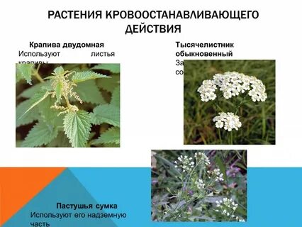 Крапива кровоостанавливающая