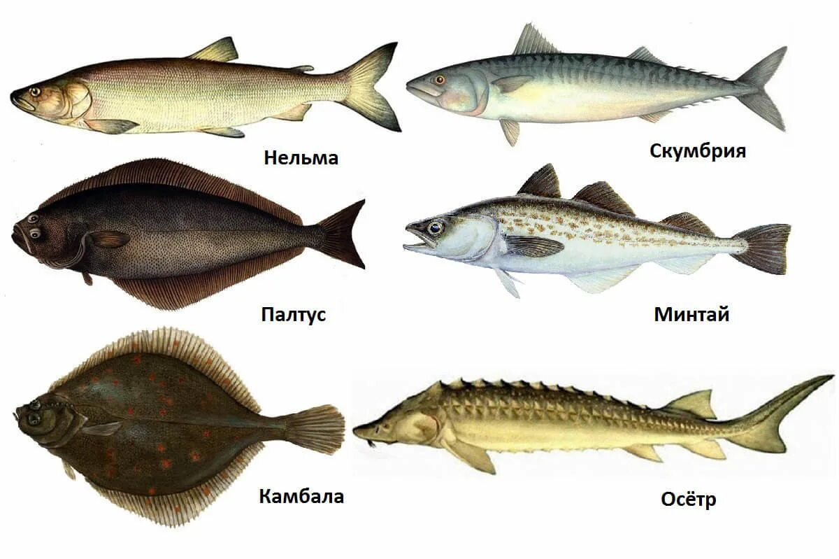 Виды масляных. Масляная рыба. Масляная рыба виды. Масляная рыба название. Масляная рыба виды рыб.