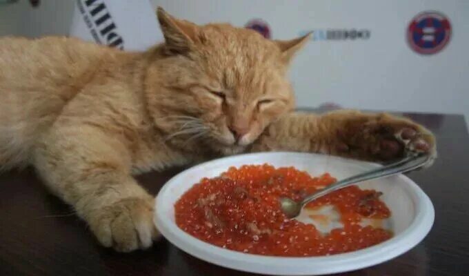 Кот с икрой. Кот ест икру. Котик кушает икру. Рыжий кот с икрой.