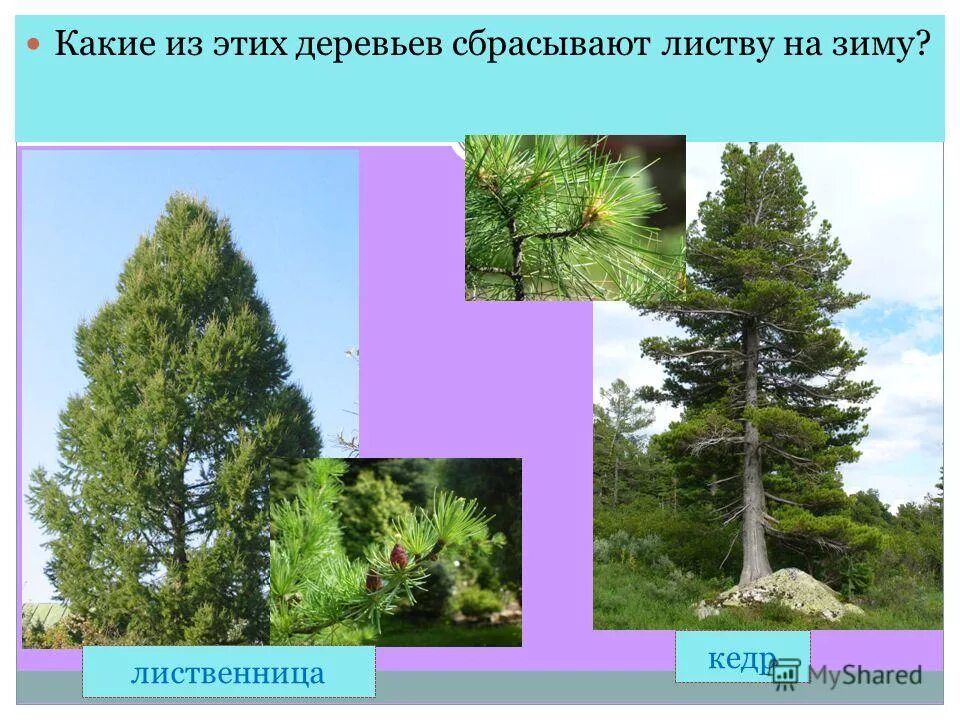 Деревья сбрасывают листву. Какие деревья сбрасывающие листву. Хвойное дерево которое сбрасывает. Какое дерево сбрасывает хвою. Какие деревья сбрасывающие листву.