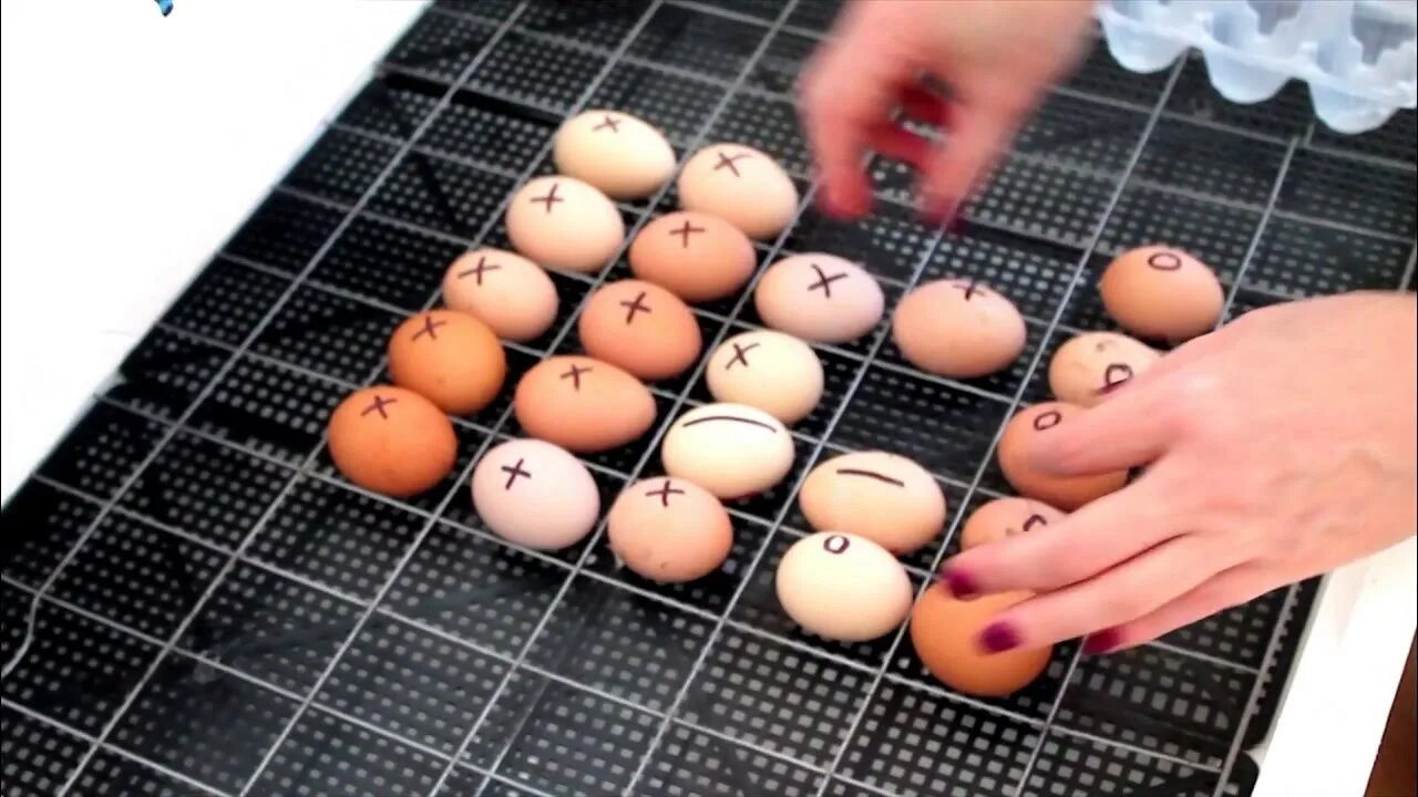 Сколько раз переворачивать яйца. Закладка яиц на инкубацию. Инкубатор для яиц. Пометка яиц в инкубаторе. Подготовка инкубатора к закладке яиц куриных.