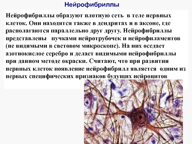 Нервные клетки образованы. Нервная ткань. Отростки нейрона. Нервные клетки образованы. Нервные клетки образованы.