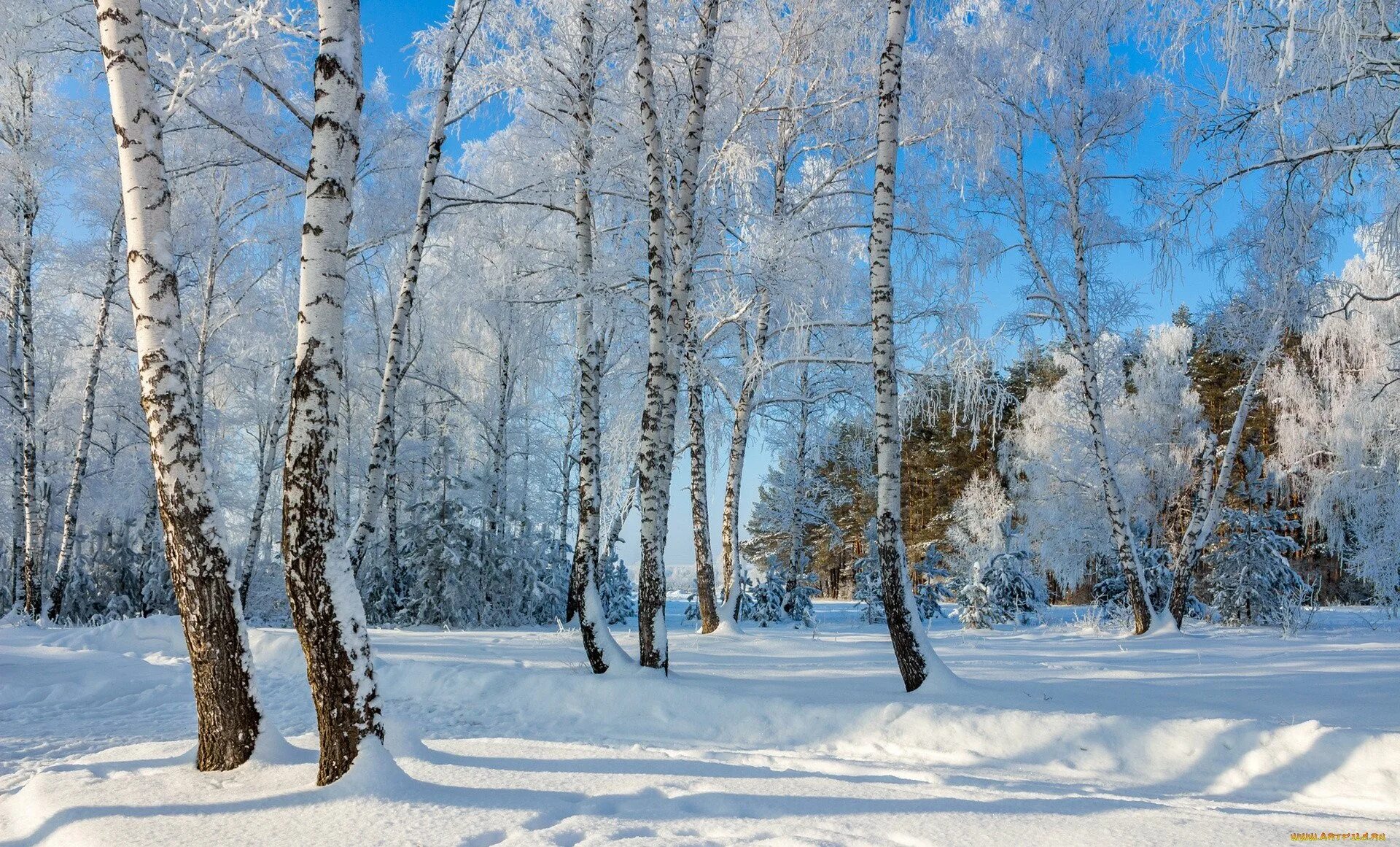 Зимняя природа. Зима в лесу. Березовая роща зимой. Зимой в лесу. Февраль картинки для презентации