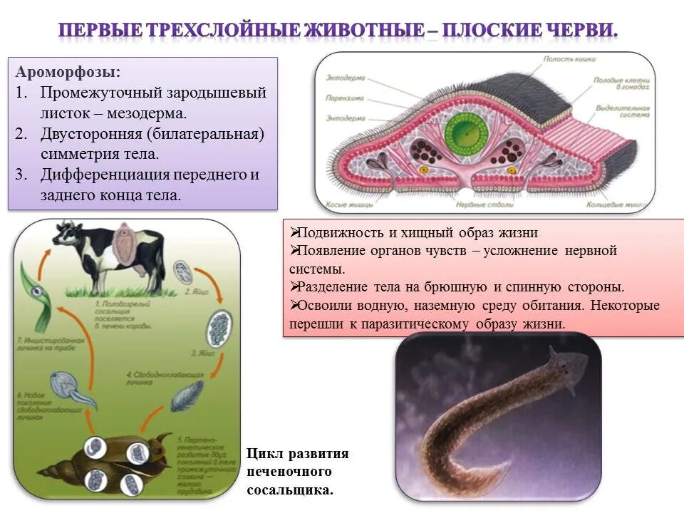 Органах чувств паразитических червей. Ароморфозы плоских червей. Ароморфозы типа плоские черви. Плоские черви трехслойные животные. Эволюция пищеварительной системы у плоских червей.