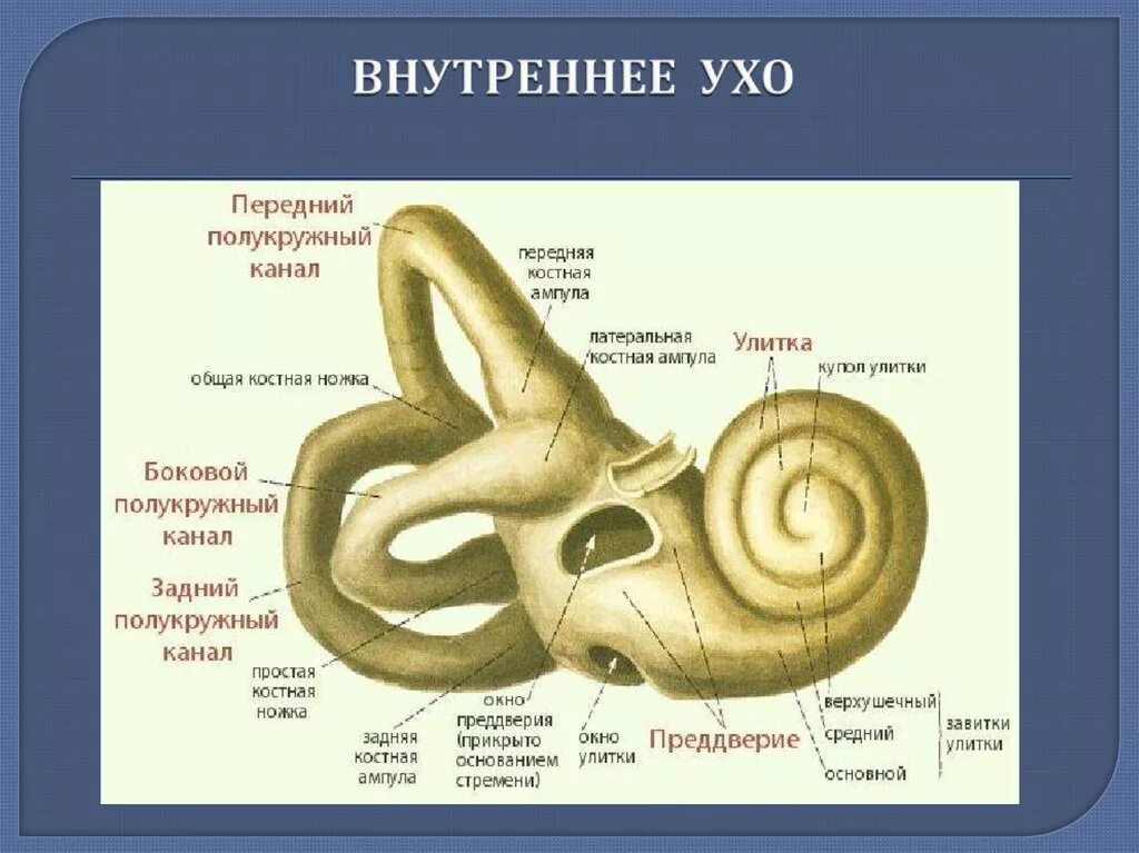 Элементы внутреннего уха. Костный Лабиринт анатомия строение. Костный Лабиринт внутреннего уха (улитка). Костный Лабиринт улитки. Костный Лабиринт внутреннего уха анатомия.