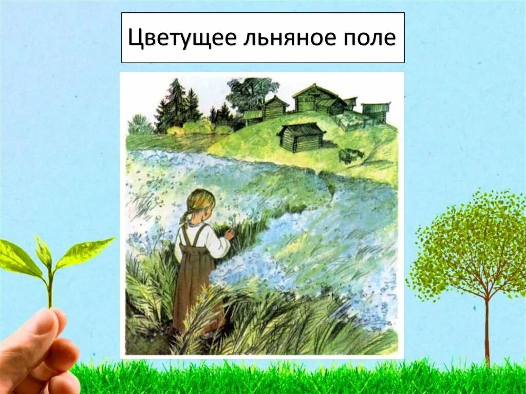 Определите основную мысль текста льняное поле. Цветущее льняное поле. как нарисовать льняное поле.