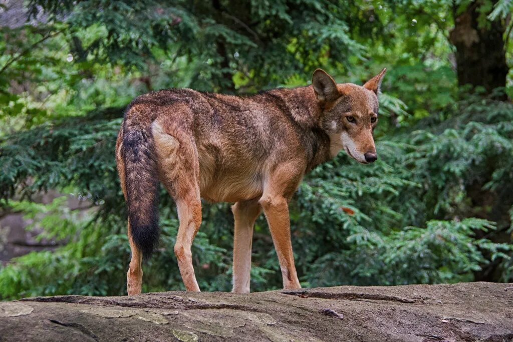 Ред вольф. Флоридский рыжий волк. Canis Rufus. Красный волк (canis Rufus). Флоридский рыжий волк волки.