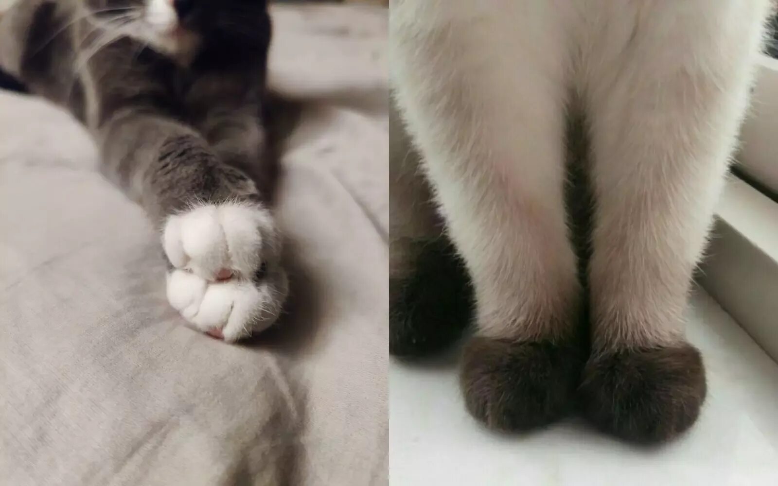 Серые лапки котика. У меня лапки мем. Пушистая лапа кота. Лапа кота с когтями. Лапка кота.