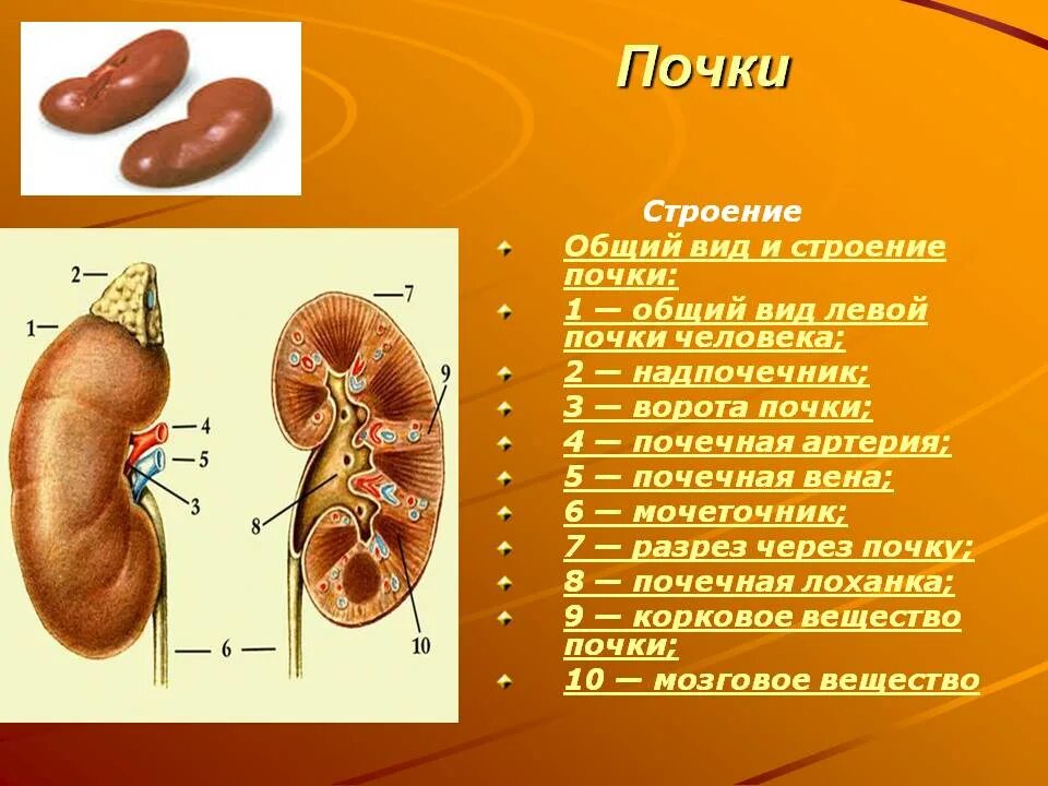 Продажа органов человека. Почки. Органы человека почки. Почки анатомия человека.