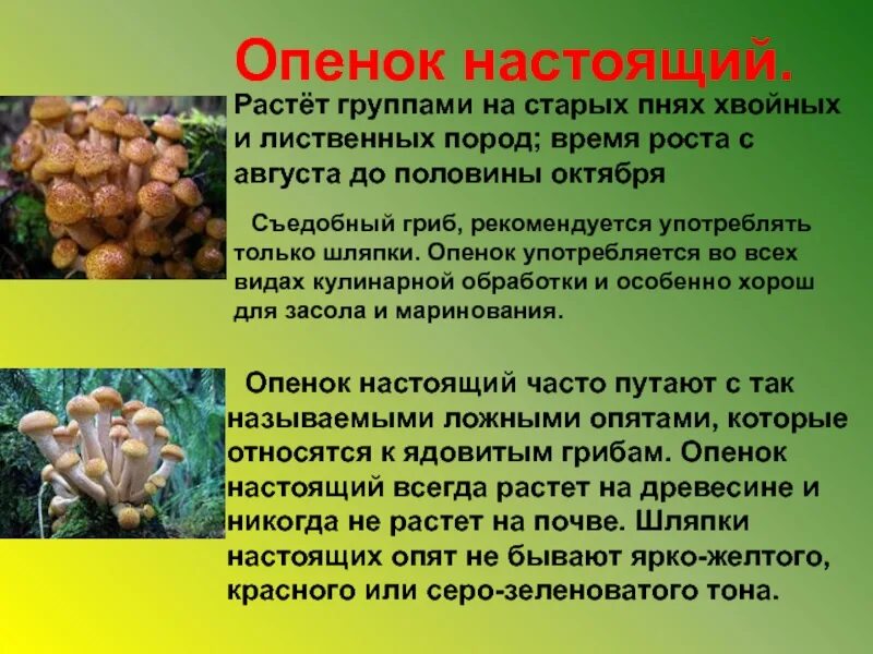 Сообщение о опятах. Опята доклад. сообщение о грибе опята. интересные факты о грибе опята. грибы опята описание.