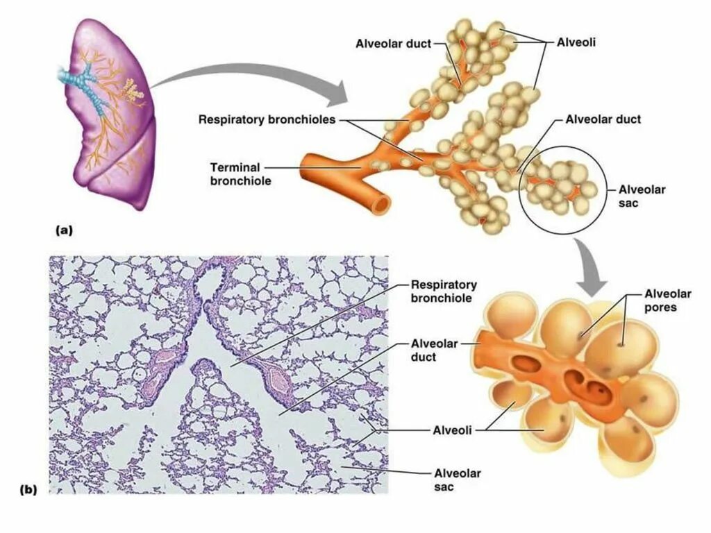 Легочные пузырьки в легких. Альвеолы. Альвеолы легких. Лёгочная альвеола. Альвеолы анатомия.