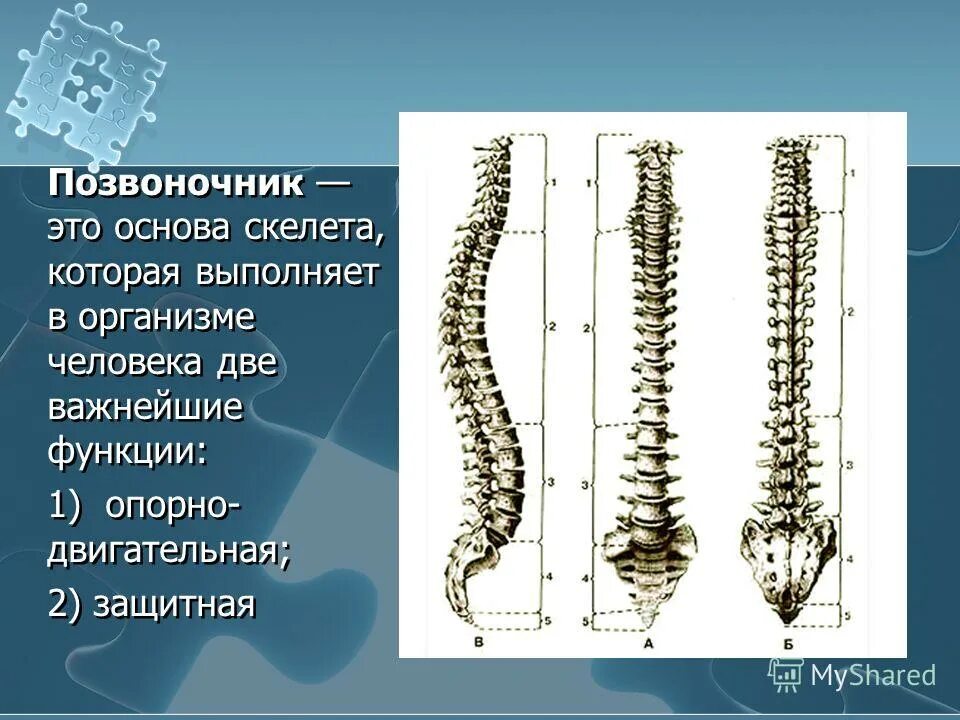 Отделы спины. Скелет позвоночника человека. Поясничный отдел позвоночника анатомия скелет. Позвоночник основа скелета. Скелет позвоночник с позвонками.