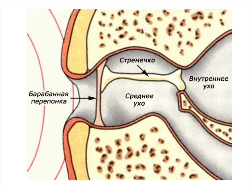 Строение уха амфибии. Строение органа слуха земноводных. Ухо амфибий строение. Строение среднего уха у земноводных. Орган слуха у рыб ухо