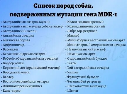 Собаки мдр 1
