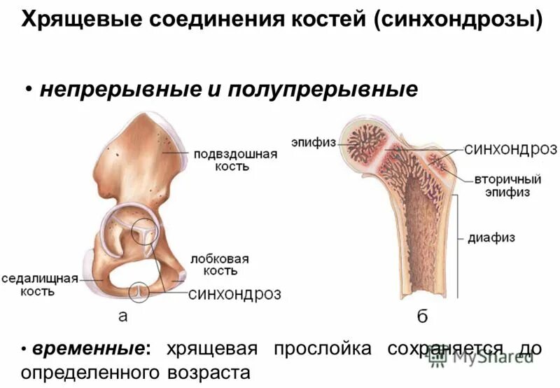 Строение блоковидного сустава. Суставы 1 типа. Классификация суставов по количеству осей. Цилиндрический и блоковидный сустав. Суставы 1 типа.