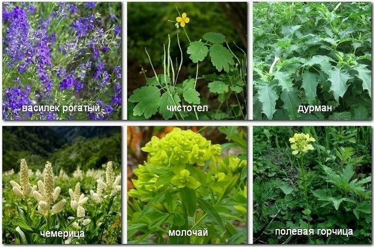 Pin on Good to know Rabbit care, Herbs, Rabbit eating