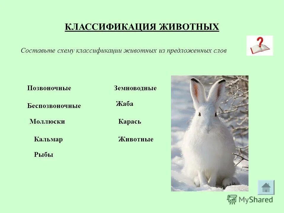Составить систематику животных. Составить систематику животных
