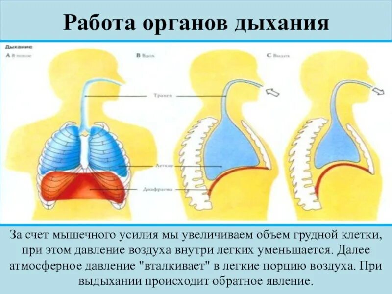 Давление в легких увеличивается при вдохе. Объем легких при вдохе. Увеличение объема дыхания. За счет чего увеличивается объем легких. Давление внутри легких.