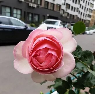 Двор советов