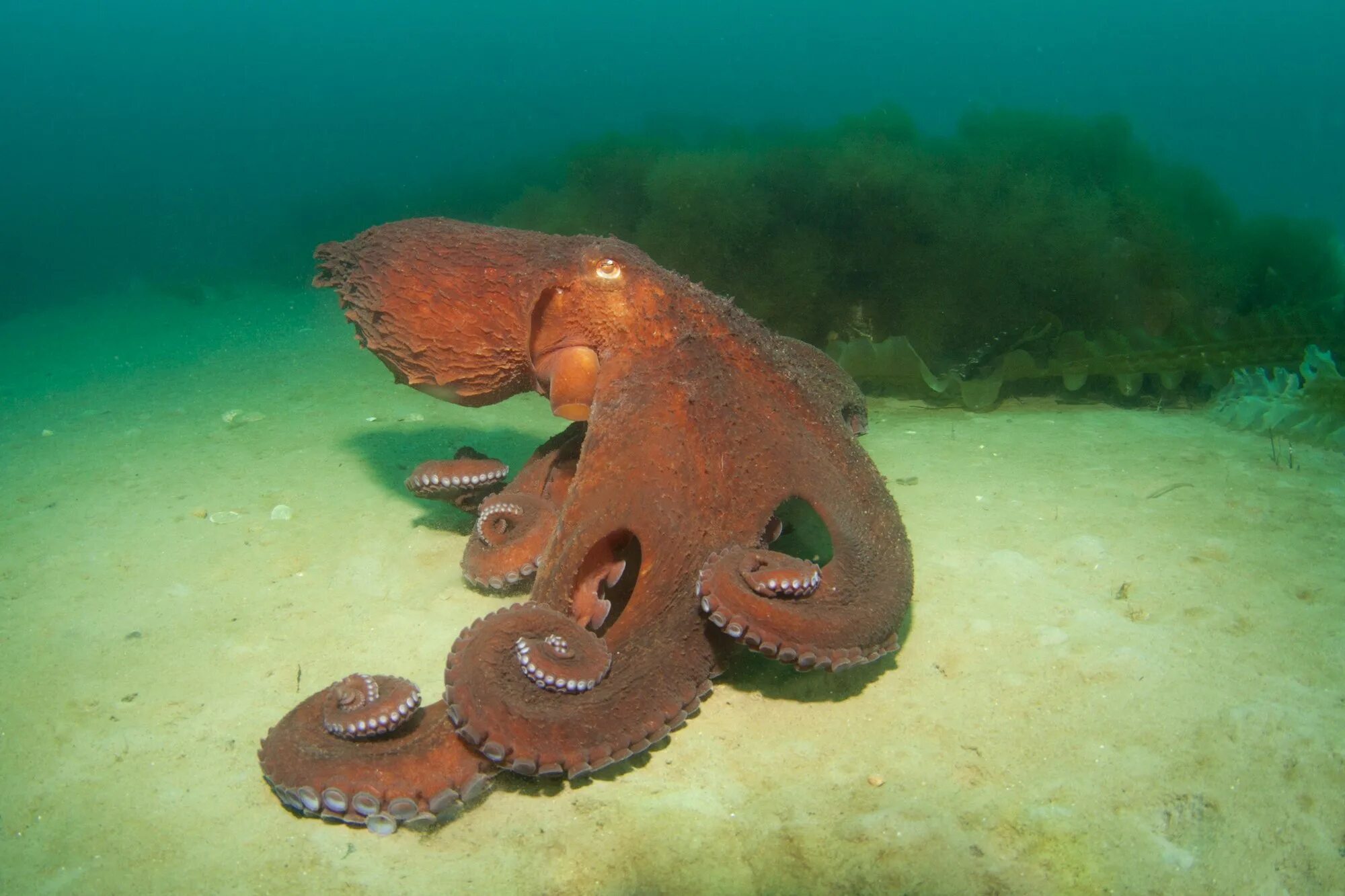 Гигантский тихоокеанский осьминог. Тихоокеанский осьминог enteroctopus dofleini. Самый гигантский осьминог в мире. Фото большого осьминога в мире. Осьминог дофлейна гигантский.