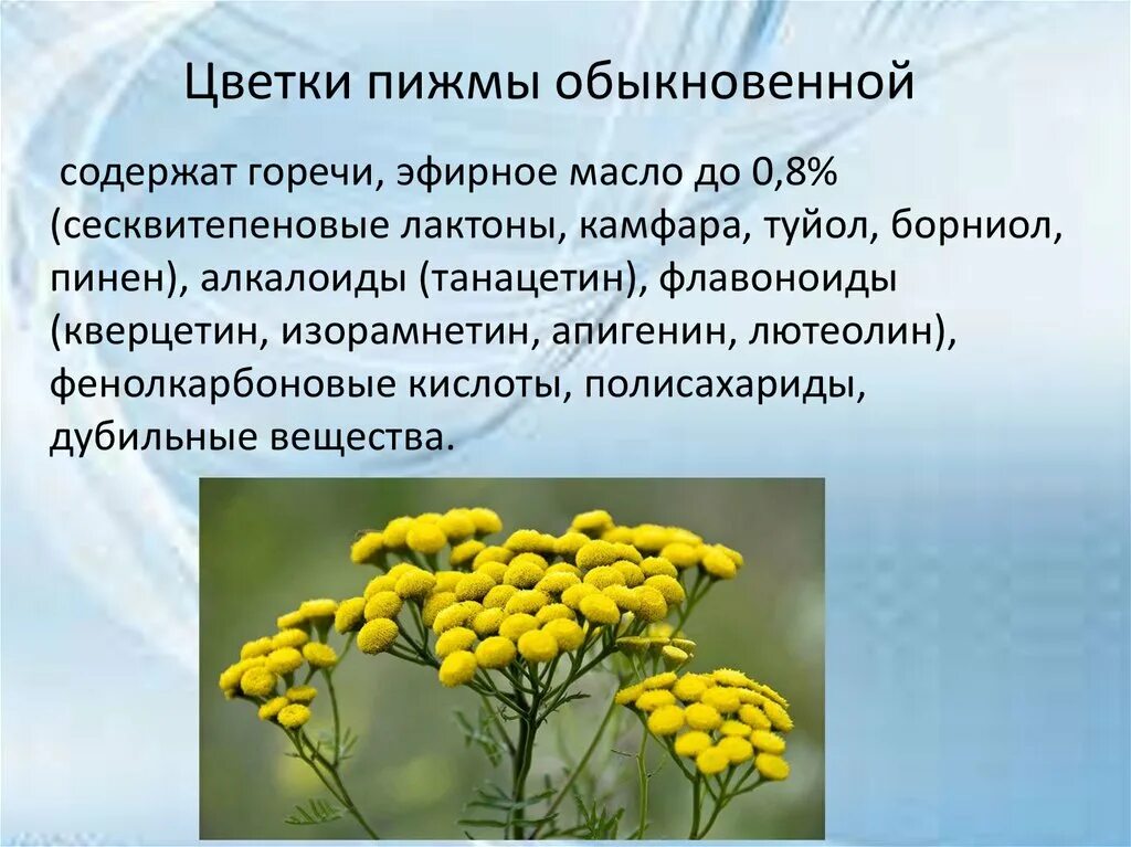 Пижма обыкновенная применение. Пижма соцветие. Лекарственные растения пижма обыкновенная. 8. Пижма обыкновенная. Пижма обыкновенная цветки.