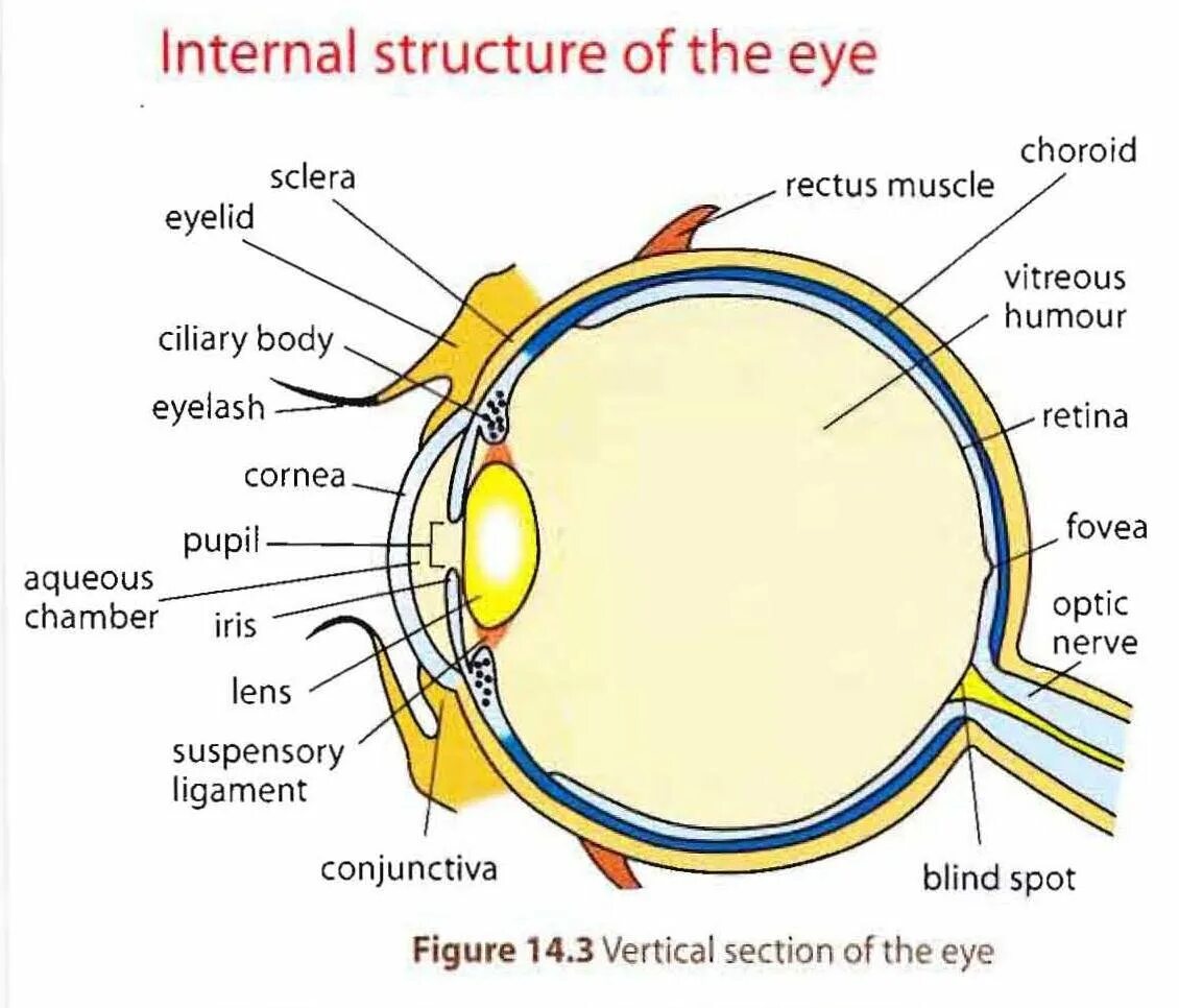 Строение глаза. Структура глаза. Строение глаза анатомия. Структура глаза человека. Human structure
