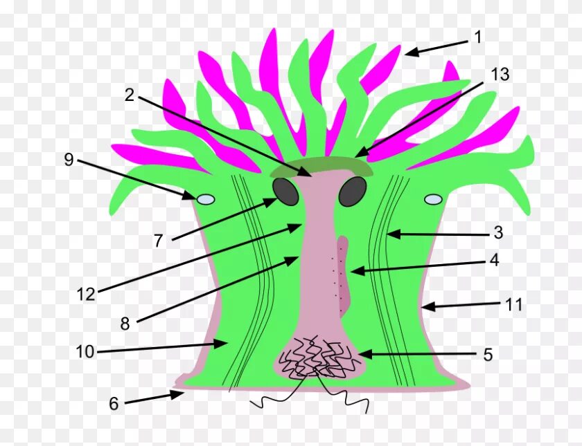 Строение актинии. Строение актинии. Строение актинии. Строение актинии. Строение актинии 7 класс биология.