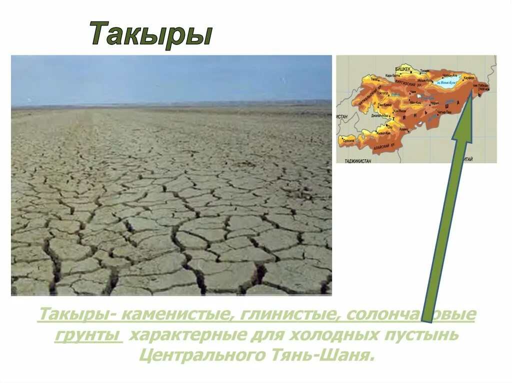 Саксаул растение пустыни. Растения в песчаной пустыне. Глинисто каменистой почвы. Лессовые суглинки. Глинистые и солончаковые пустыни.