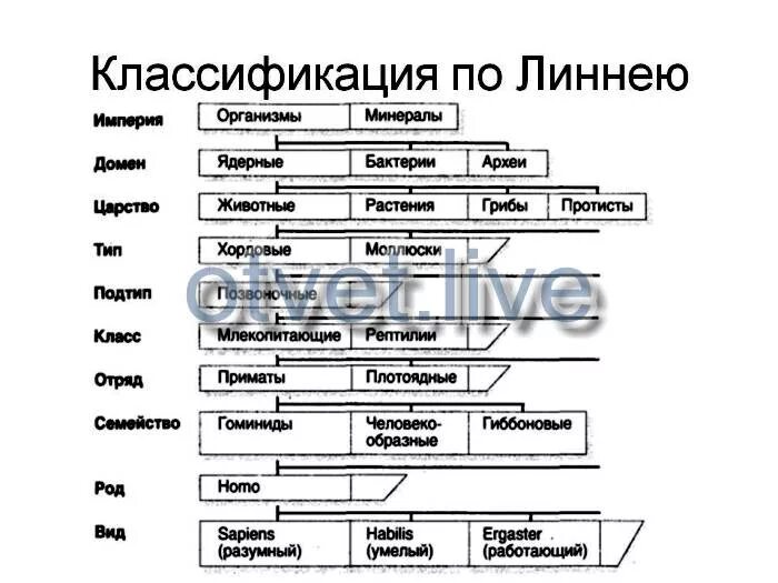 6 типов животных. 6 типов животных